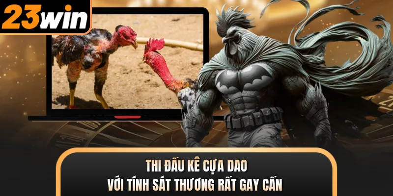 Thi đấu kê cựa dao với tính sát thương rất gay cấn